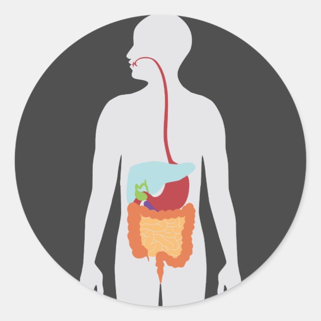 Adesivo Sistema Digestivo (Frente)