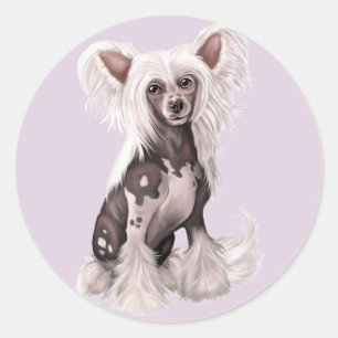 Adesivo Sit Chinês Crested Hairless