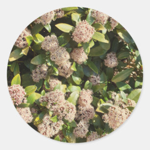 Adesivo Skimmia Japonica no Parque