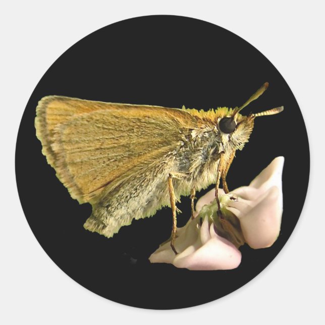 Adesivo Skipper on Milkweed (Frente)