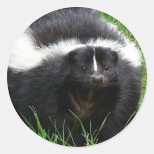 Adesivo Skunk Photo Sticker