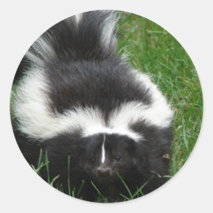 Adesivo Skunk Sticker
