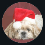 Adesivo Sleepy Christmas Shih Tzu<br><div class="desc">Shih Tzu vestindo seu chapéu de Papai Noel fica sonolento esperando que Papai Noel chegue com o adesivo de fotos</div>