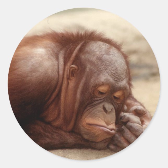 Adesivo Sleepy Monkey (Frente)