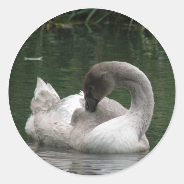 Adesivo Sleepy Swan Stickers (Frente)