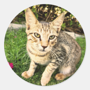 Adesivo Smart Lovely Cat Sticker