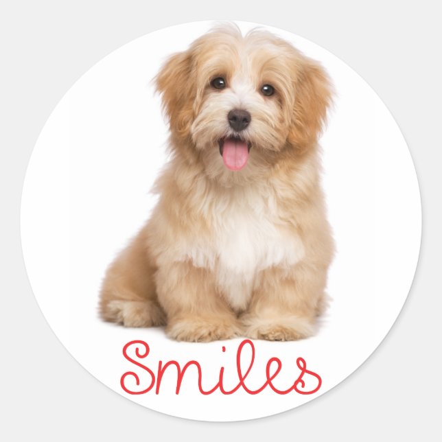 Adesivo Smile Havanese Tan Puppy Dog Hello (Frente)