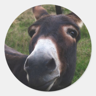 Adesivo Smiling Donkey Sticker