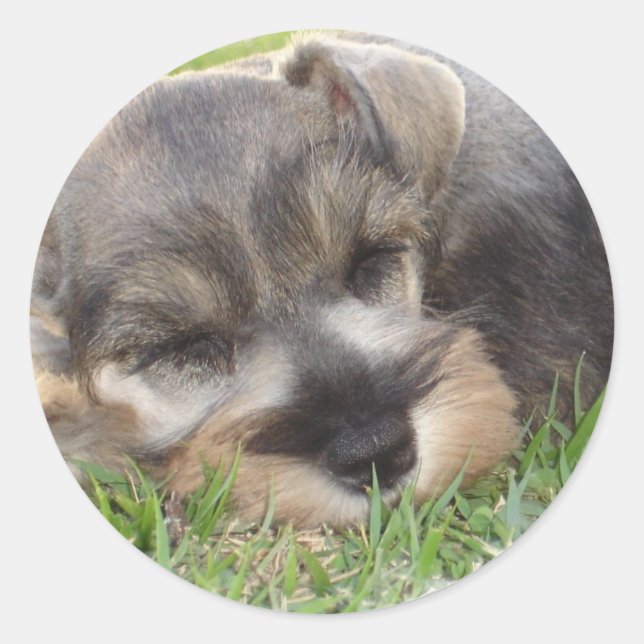 Adesivo Snoozing Schnauzer Sticker (Frente)