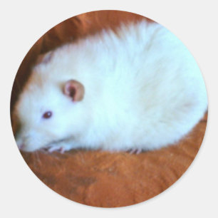 Adesivo Snowball White Rat Sticker