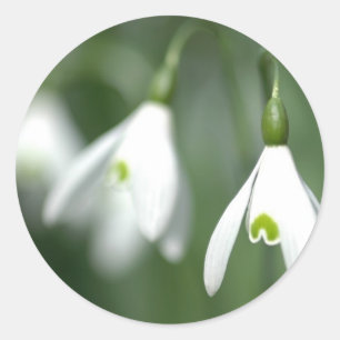 Adesivo snowdrop, da coleção do presente da flor