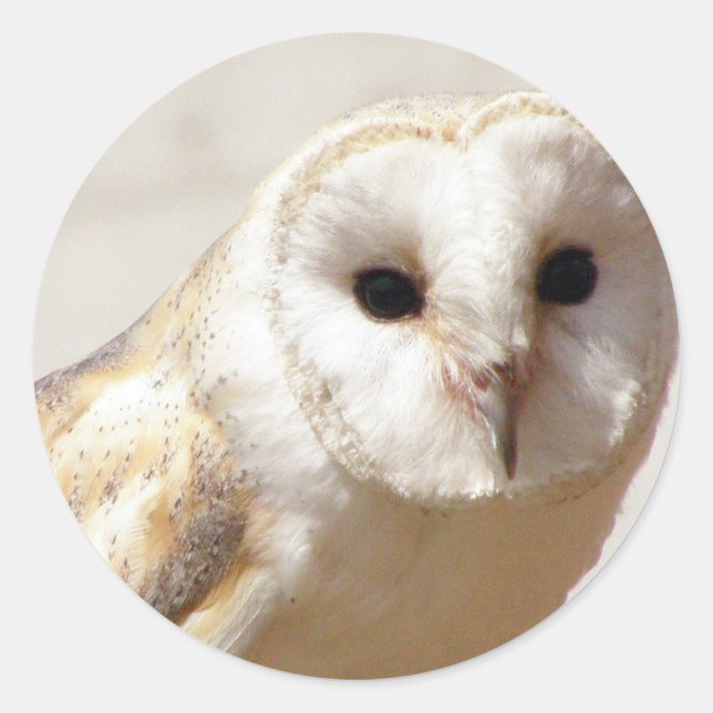 Adesivo Snowy Barn Owl Stickers (Frente)