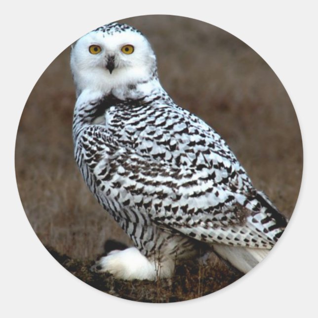 Adesivo Snowy Owl (Frente)