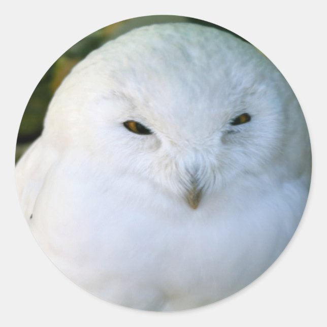Adesivo Snowy Owl (Frente)