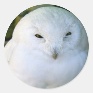 Adesivo Snowy Owl