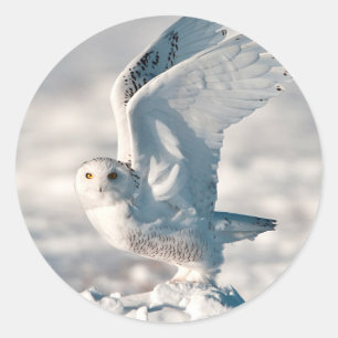 Adesivo Snowy Owl a sair da neve