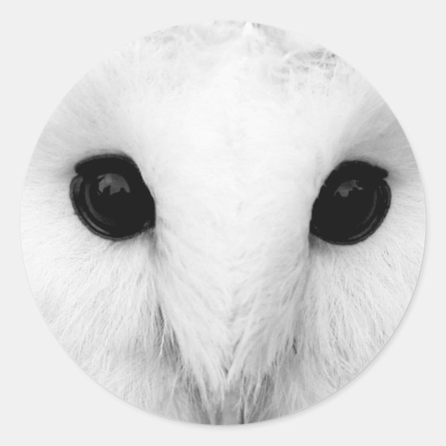 Adesivo Snowy Owl Stickers (Frente)