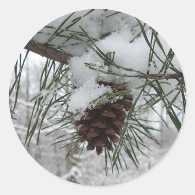Adesivo Snowy Pine Branch Winter Nature Fotografia (Frente)
