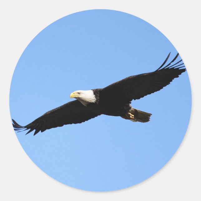 Adesivo Soar da águia-calda (Frente)