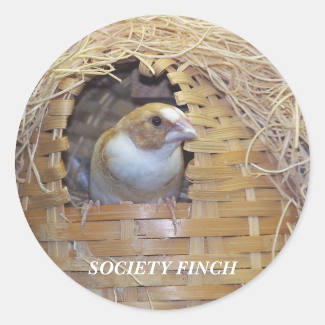 ADESIVO SOCIETY FINCH STICKER (Frente)