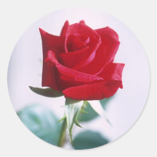 Adesivo Solteiro Rosa vermelha Vinhetas Correspondentes
