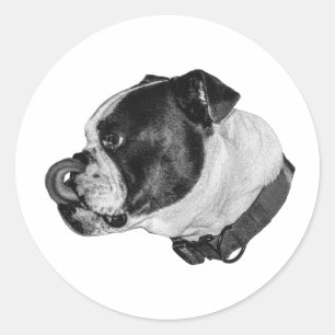 Adesivo Sombreado Bulldog