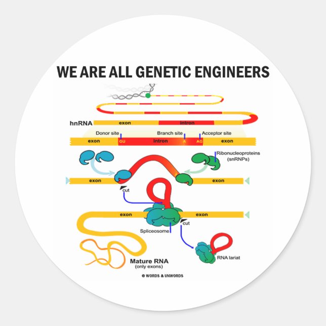 Adesivo Somos Todos Engenheiros Genéticos (Splicing RNA) (Frente)
