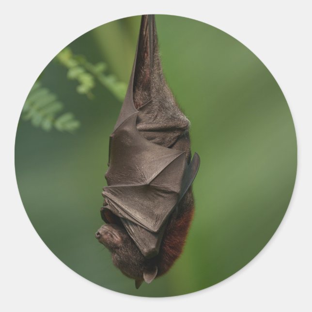 Adesivo Sono tranquilo de Bat - Olhar atentamente num Livr (Frente)