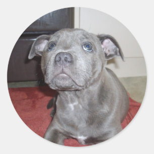 Adesivo Sooky Blue Staffordshire Bull Terrier Puppy,