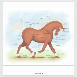 Adesivo Sorrel Horse ou Pony Equine Anatomtic Chart Sticke