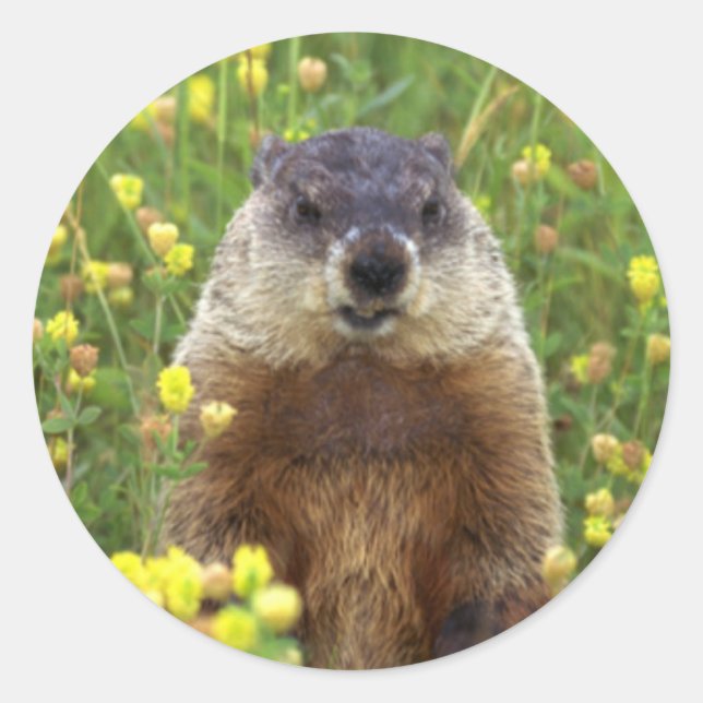 Adesivo Sou o Groundhog Sticker (Frente)