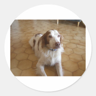 Adesivo spaniel de brittany laying.png