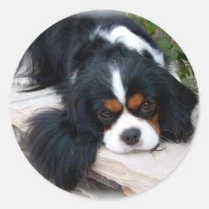 Adesivo Spaniel de rei Charles descuidado