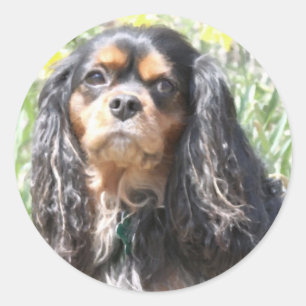 Adesivo Spaniel de rei Charles descuidado pintado