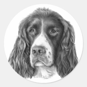 Adesivo Spaniel de Springer inglês