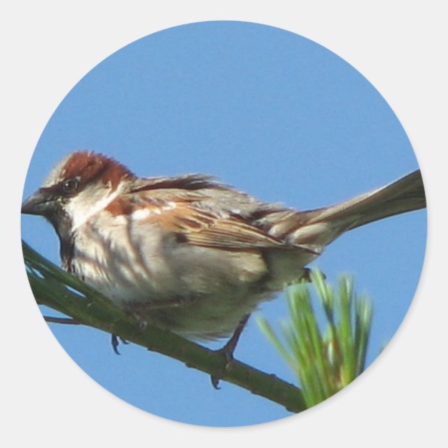 Adesivo Sparrow de chipset (Frente)