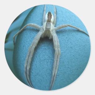 Adesivo Spider 164 ~