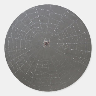 Adesivo Spider Web Sticker
