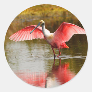 Adesivo spoonbill