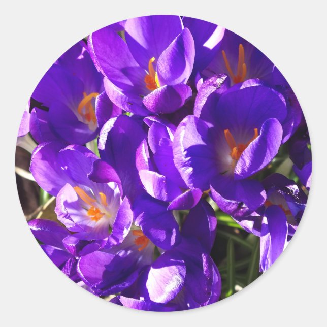 ADESIVO SPRING CROCUS (Frente)