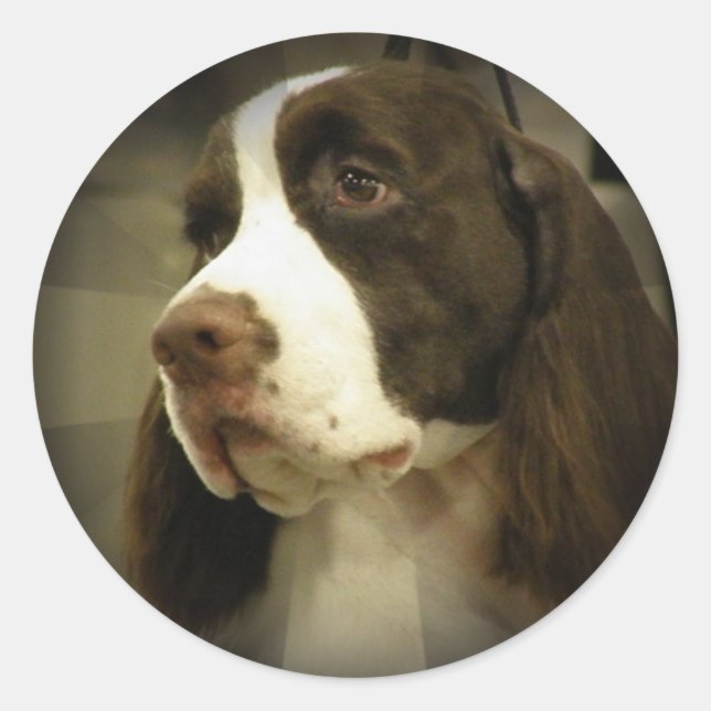 Adesivo Springer Spaniel Sticker (Frente)