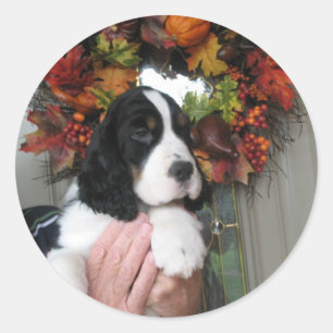 Adesivo Springer Spaniel Stickers