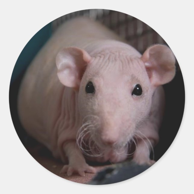 Adesivo Sr. Wiggles (Frente)