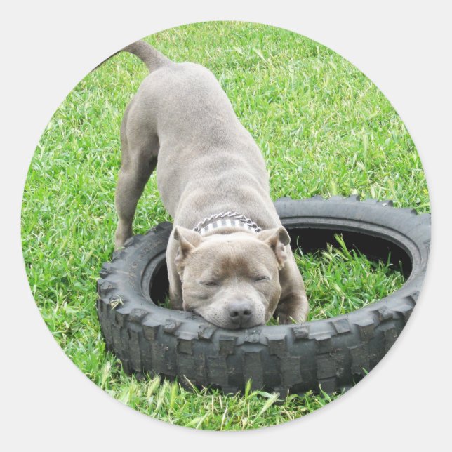 Adesivo Staffordshire Bull Terrier, One Chomp, (Frente)