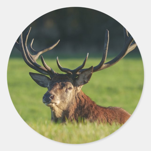 Adesivo Stag A Descansar Na Grama Verde (Frente)