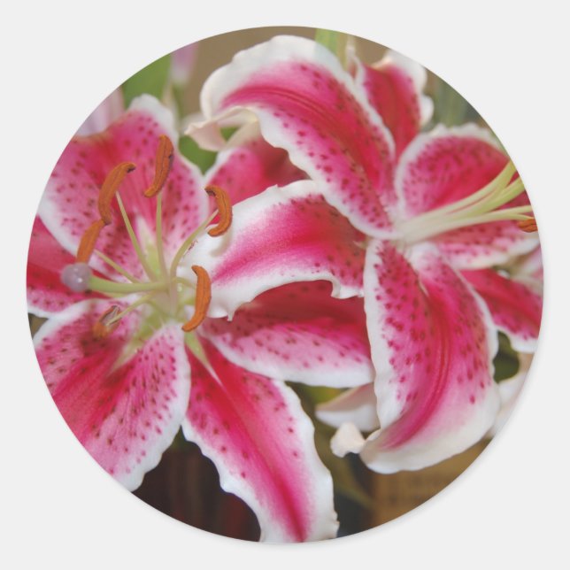 Adesivo Star Gazer Lily Sticker (Frente)