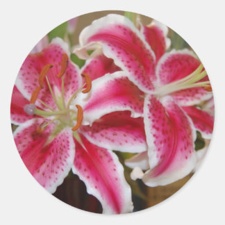 Adesivo Star Gazer Lily Sticker