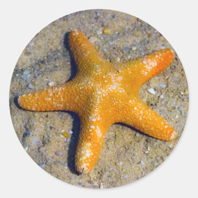 Adesivo Starfish na Areia (Frente)