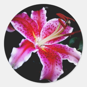 Adesivo Stargazer Lily