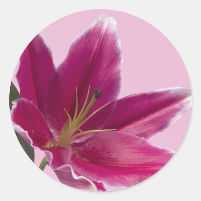 Adesivo Stargazer Lily (Frente)